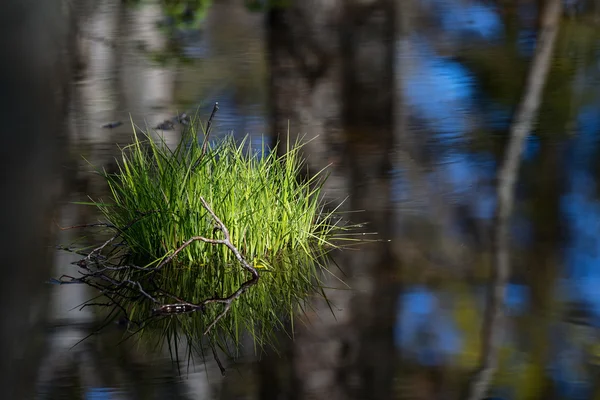 Ciuffo di erba verde in acqua con riflessi dei dintorni — Foto Stock