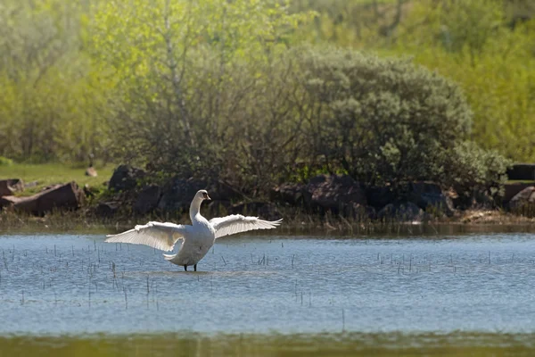 Большой белый лебедь расправляет крылья у озера — стоковое фото