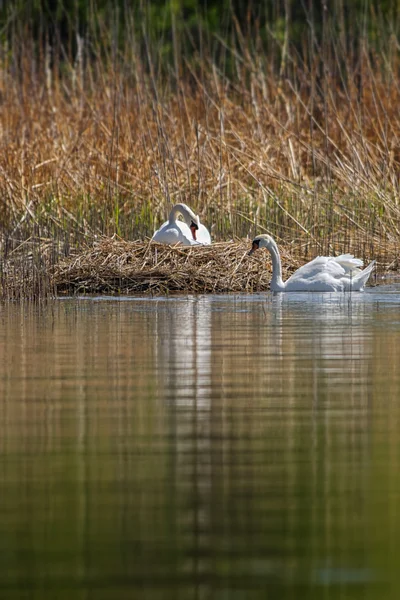 Couple of swans building a nest at a lake — Stock Photo, Image