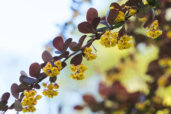 Ramo colorido com folhas vermelhas e flores amarelas em um sk brilhante — Fotografia de Stock