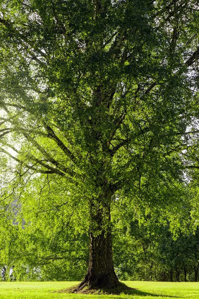 Grote berkenbomen tijdens een zomerdag — Stockfoto