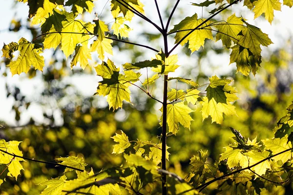 Green maple leaves on the background of spring foliage backlit w — Stock Photo, Image