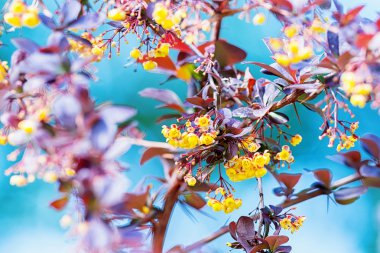 renkli yaprakları ve bir Bush erken yaz aylarında sarı çiçekler