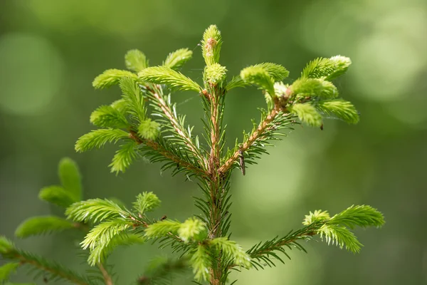 森の中の新鮮な緑の壊れやすいトウヒの芽の詳細 — ストック写真