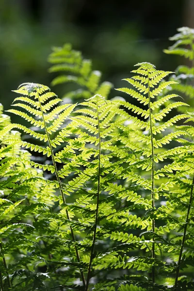 Folha de samambaia em backlight na floresta — Fotografia de Stock