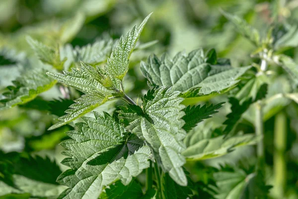 Urtiga picante Urtica dioica closeup com profundidade rasa de fiel — Fotografia de Stock