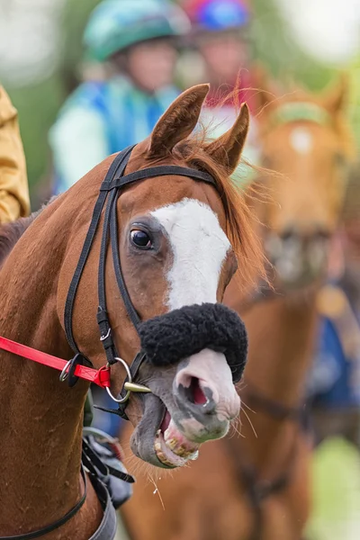 Gros plan de la tête et des dents d'un cheval de course avant la course — Photo