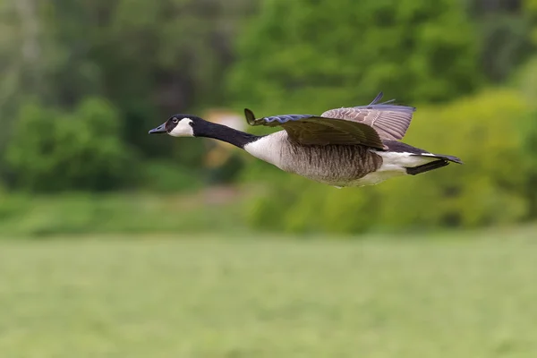 Flying Canada Goose going in for landing at a grassfield with gr. — стоковое фото