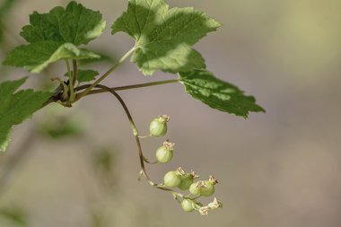 Genç Frenk üzümü çilek üzerinde yeşil bir asma
