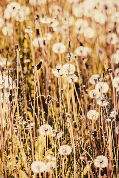 Dandelion field after blooming — Stock Photo, Image