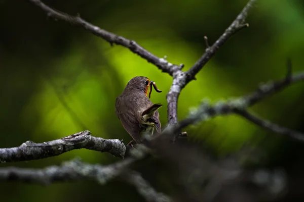 Red robin ready to feed the chicks with worm during evening — Stockfoto