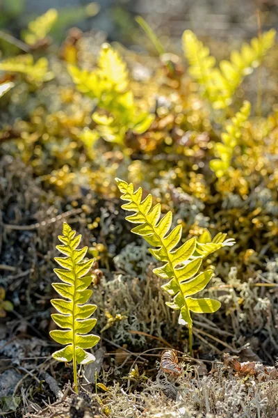 Small yong fern leaves on grey moss during evening light — ストック写真