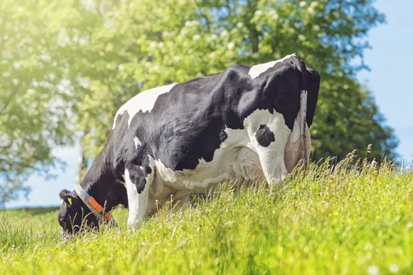 Vaca preta e branca pastando na exuberante grama verde à luz do sol — Fotografia de Stock