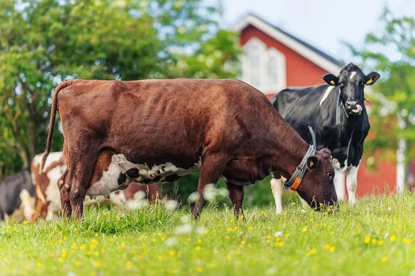 Mucche al pascolo in un pascolo verde durante l'estate — Foto Stock