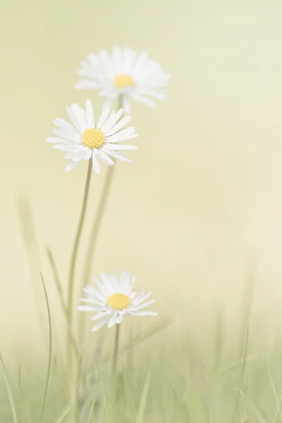 Daisy flowers in bright soft and dreamy style — Stock Photo, Image