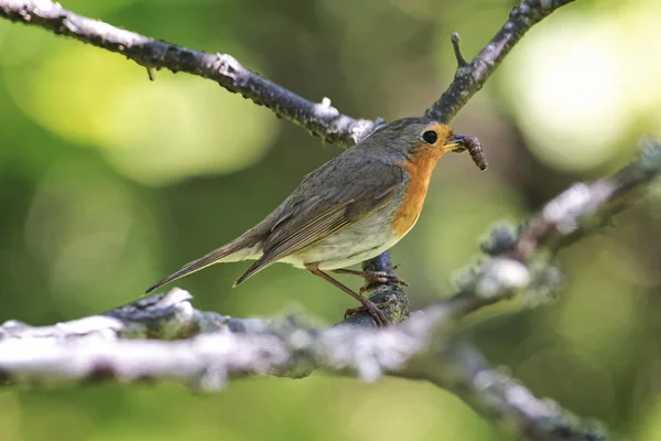 Red robin bird perched on a twig with a worm — Stock Photo, Image