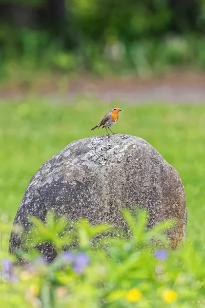 Красная малиновка садовая спутница на камне — стоковое фото