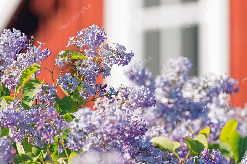 Common lilac or Syringa vulgaris with a red wooden house in back