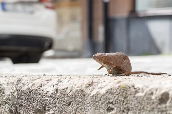 Escultura de una rata o roedor en Hornsgatspuckeln — Foto de Stock