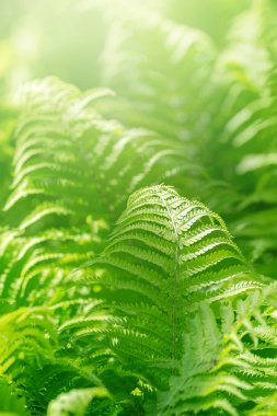 Taze yeşil fern veya Pteridophyta, sığ derinlik-in tarla