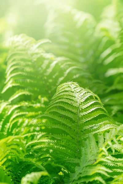 Samambaia verde fresca ou Pteridophyta, profundidade de campo rasa — Fotografia de Stock
