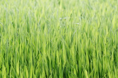 Tarım bitkileri alanında yeşil renk