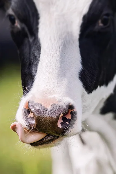 Black and white cow licking the mule with tongue — Stock Image Black and white cow licking the mule with tongue Stock Picture