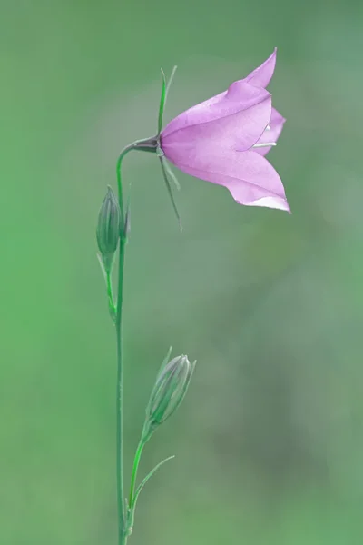 Single bell flower with hue setting changed — Stock Photo, Image