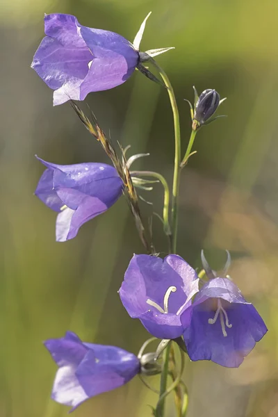 Bluebell çiçek doğada — Stok fotoğraf