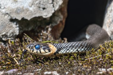 Young grass snake that just have shed skin clipart