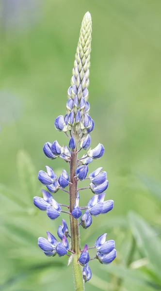 Lupin flower in a summer garden with blurred background — Stock Photo, Image