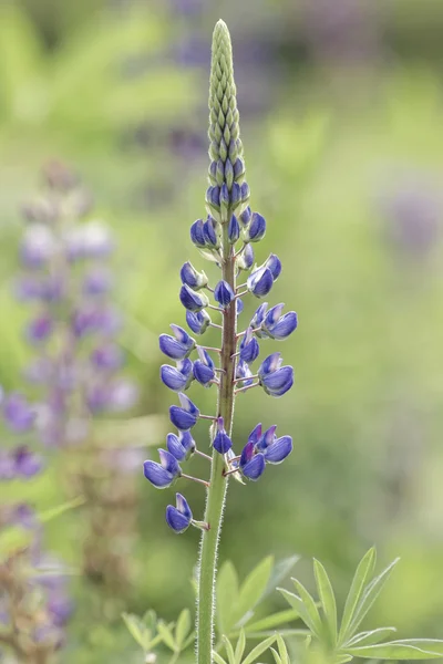 Paarse Lupin bloem in een zomertuin — Stockfoto