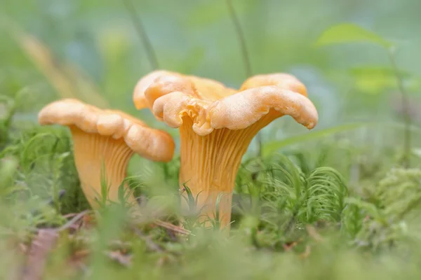 Dwa Cantharellus cibarius powszechnie znany jako Pieprznik jadalny — Zdjęcie stockowe