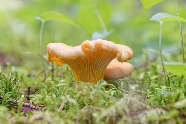 Cantharellus cibarius powszechnie znany jako Pieprznik jadalny — Zdjęcie stockowe