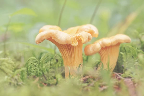 Två Cantharellus cibarius allmänt känd som Kantarell — Stockfoto