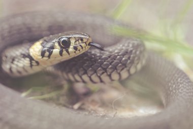 Çim yılan ya da Natrix natrix dilini çıkarmış yakın kadar kıvrılmış