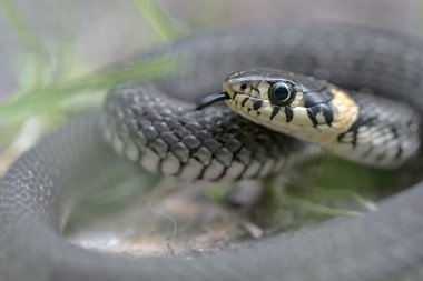 Çim yılan ya da Natrix natrix dilini çıkarmış yakın kadar kıvrılmış