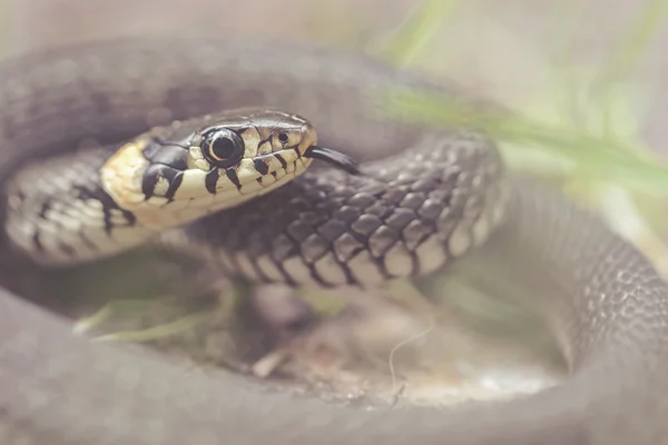 Serpent d'herbe ou Natrix natrix enroulé avec la langue de près — Photo