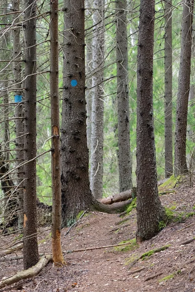 Sentiero escursionistico nel bosco con abeti rossi morti — Foto Stock