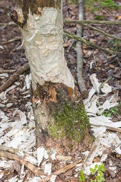 Tree almost taken down by beaver — Stock Photo, Image