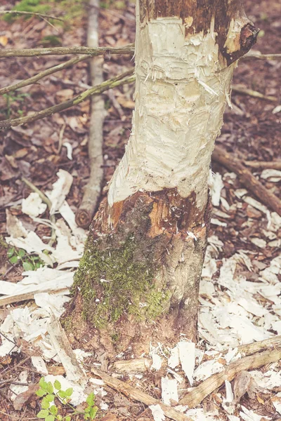 Tree almost taken down by beaver — Stock Photo, Image