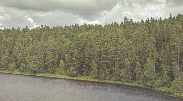 Lesní krajina jako zeď stromů na nábřeží — Stock fotografie