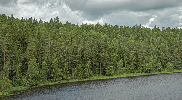 Paysage forestier comme un mur d'arbres au bord de l'eau — Photo