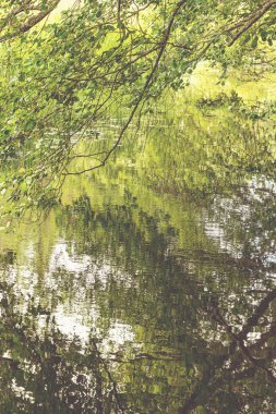 Canlı yeşil renkler suda yansıyan ağaçlar