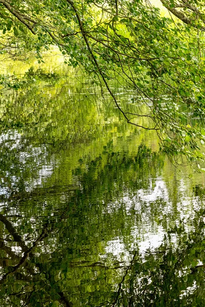 Träd som återspeglas i vatten i levande gröna färger — Stockfoto