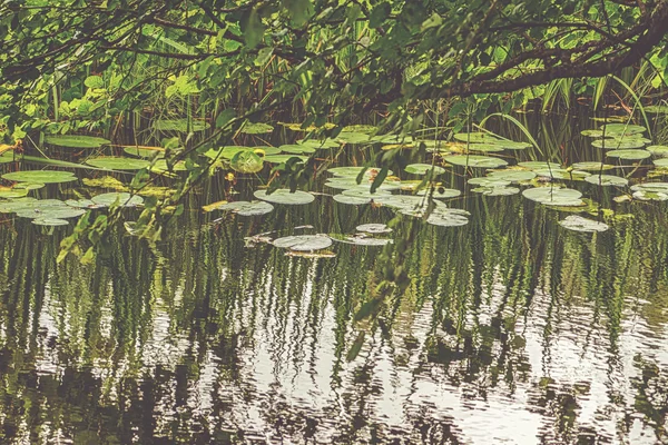 Água com lírios em uma lagoa com braches verdes pendurados — Fotografia de Stock