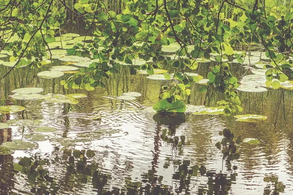 Folhas verdes penduradas sobre a água com lírios em uma lagoa com ondulação — Fotografia de Stock