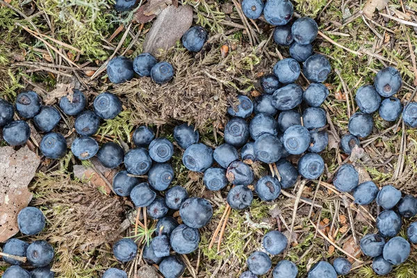 Blueberries dropped at forest floor — Stock Photo, Image