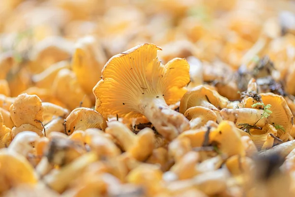 Chanterelles before cleaning and brushing — Stock Photo, Image