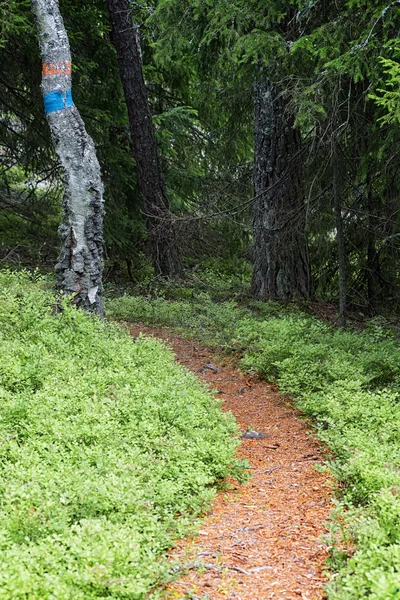 Ein kurvenreicher Pfad im Kiefernwald — Stockfoto